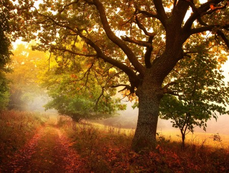 Autumn lonely tree