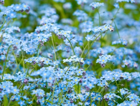 blue mini flowers