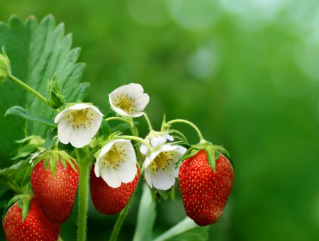 macro strawberry and flowers