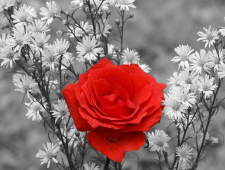 macro red rose