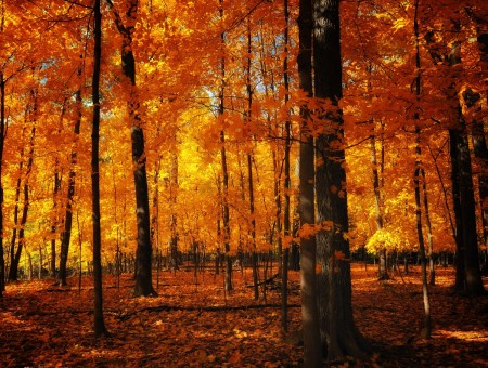 orange autumn forest