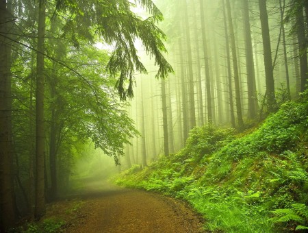green fog forest 