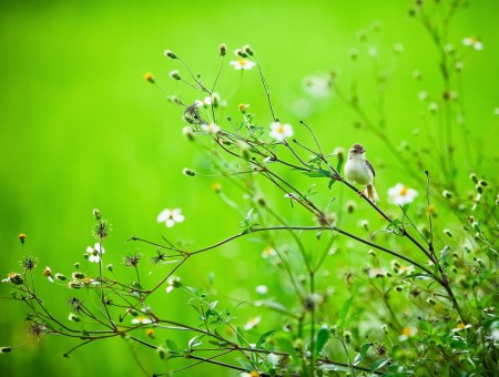little bird on flowers