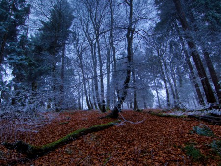 cold dark forest
