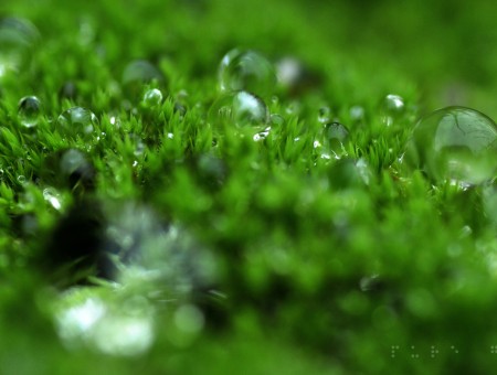 macro grass with water