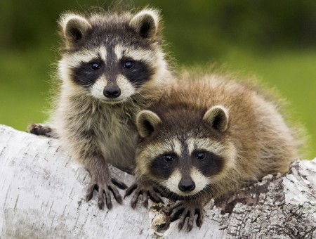 two raccoon on wood
