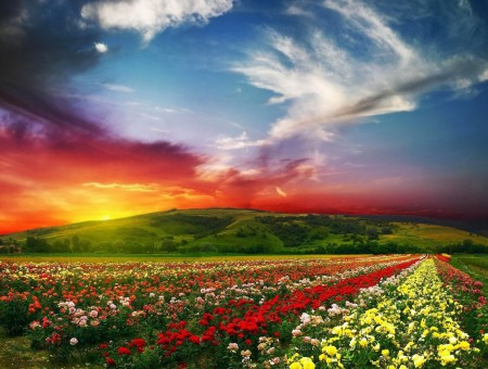flowers field with sunset