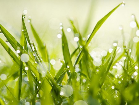 macro grass with drops