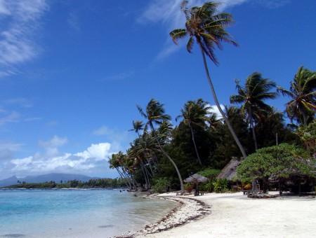 windy beach with palmtree