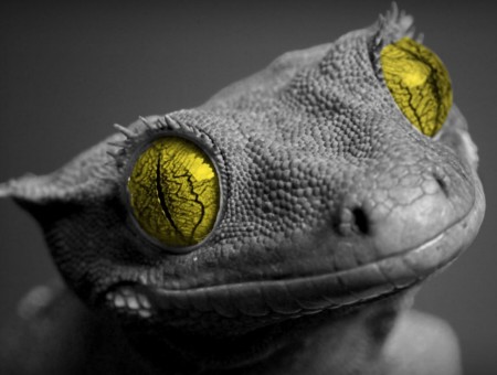  grey lizard with yellow eyes