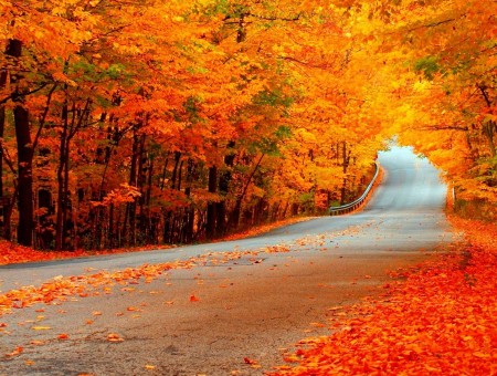 road in orange autumn forest