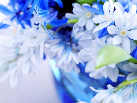 blue and white flowers macro