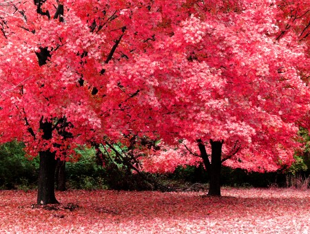 rose autumn trees