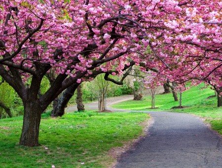 rose spring trees