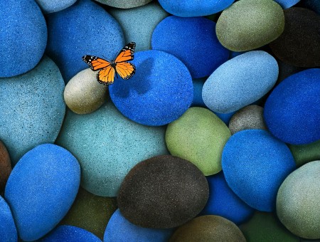 macro butterfly in blue stones