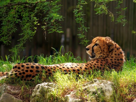 fine leopard lie up