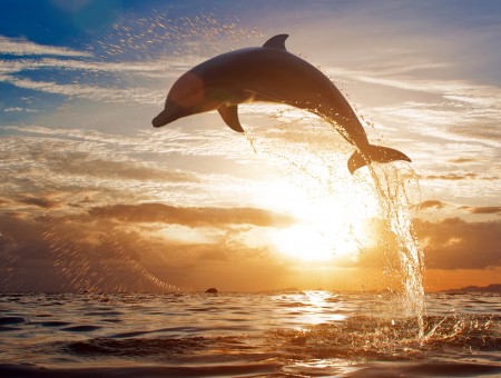 dolphin on sunset