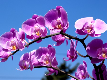 purple and white flowers on blue sky
