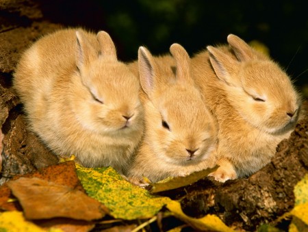 three sleep rabbits