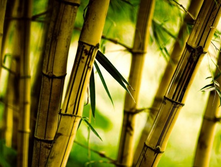 macro bamboo