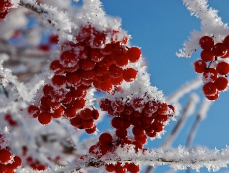 snow berries in winter
