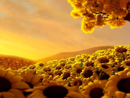sunflowers on sunset
