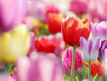 red and purple macro tulips