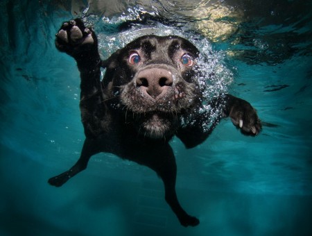 dog in water with blue eyes