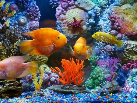 gold fish undersea