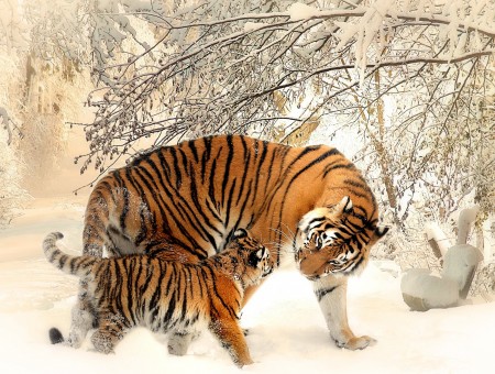 tiger and little tiger in winter forest