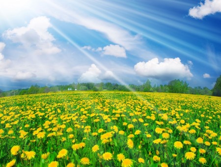 good weather above field of yellow flowers