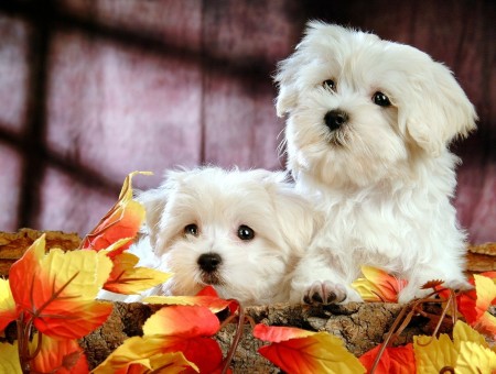 two white mini dogs