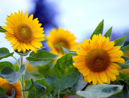 macro sunflowers