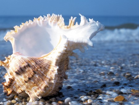 shell on stone beach