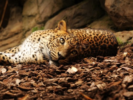 wild leopard lie up