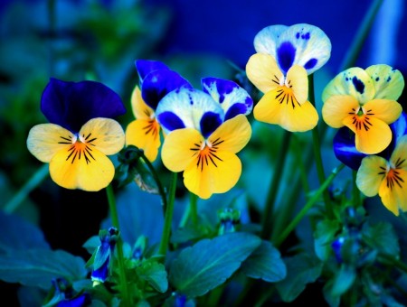 blue and yellow flowers in dark forest