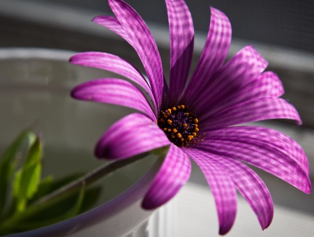 big purple flower macro