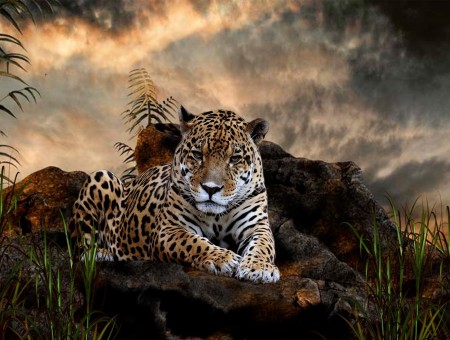 wild leopard lie up on stone