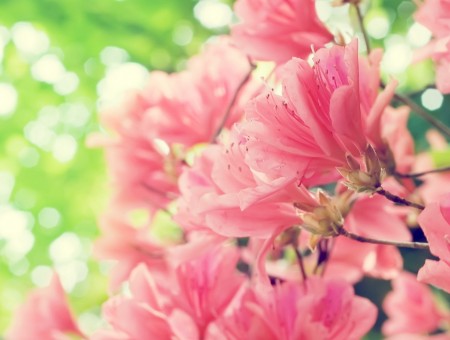 pink fine flowers