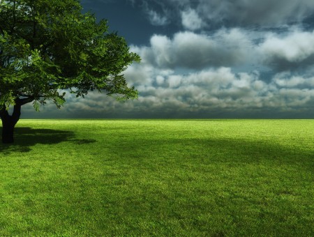 lone tree in green field