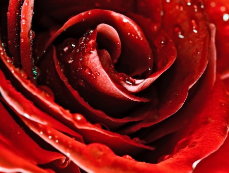 big picture red rose