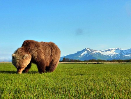 lone bear on field