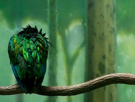 green fine bird on branch