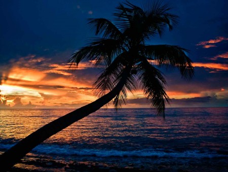 lone palmtree on the beach with sunset