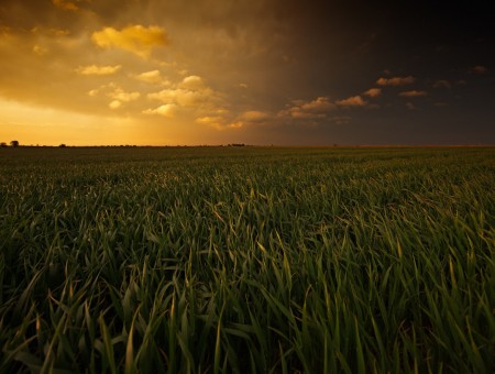 grass field and sunset