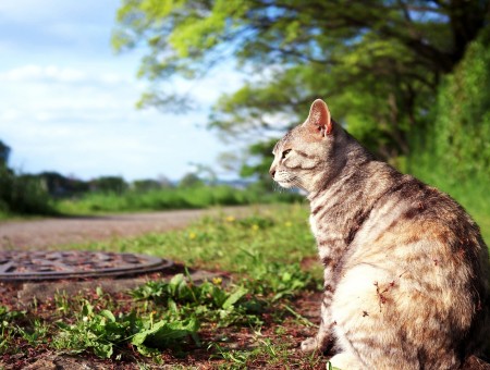 cat sit on grass