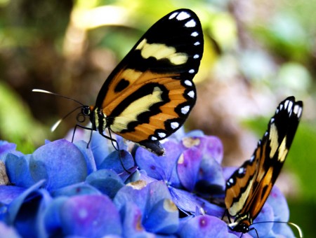 macro butterfly on blue flowers
