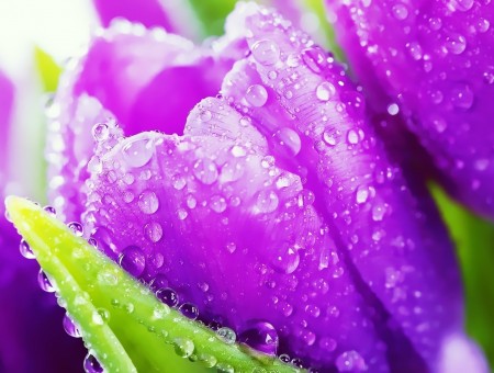 macro purple flower with drops
