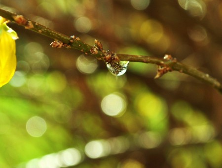 drops on spring branch
