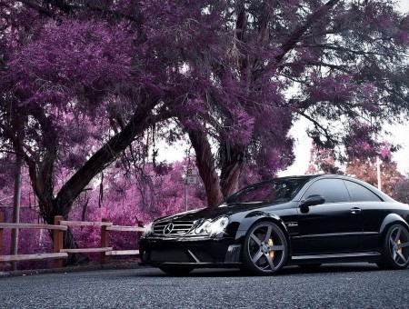 black mercedes with purple trees